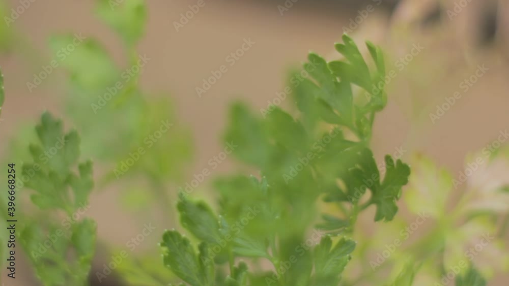 A handheld shot of green parsley spice in a vase at home in southeast Brazil A handheld shot of green parsley spice in a vase at home in southeast Brazil