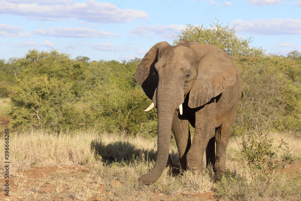 Afrikanischer Elefant / African elephant / Loxodonta africana Afrikanischer Elefant / African elephant / Loxodonta africana