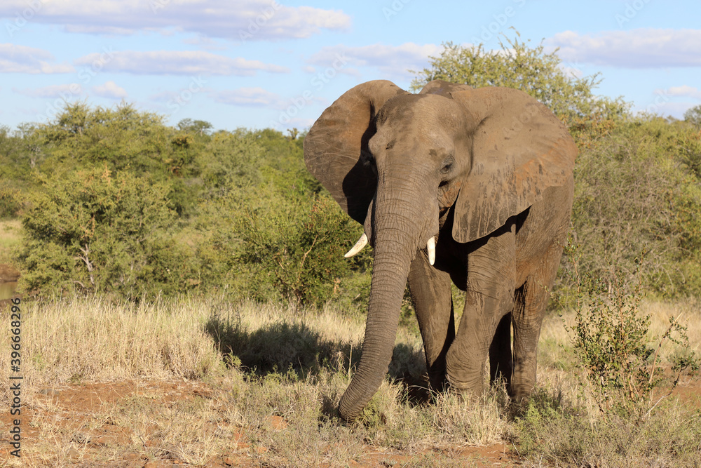 Afrikanischer Elefant / African elephant / Loxodonta africana Afrikanischer Elefant / African elephant / Loxodonta africana
