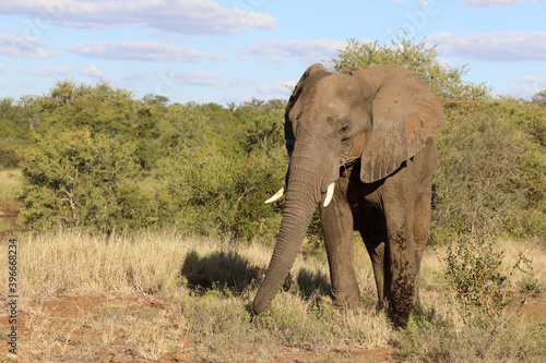 Afrikanischer Elefant   African elephant   Loxodonta africana