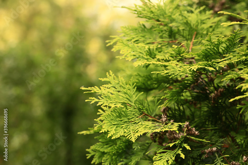 blurred natural background of green fir
