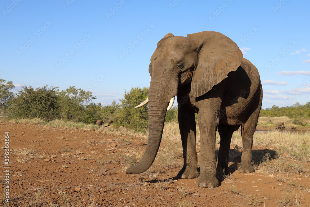 Fototapeta premium Afrikanischer Elefant / African elephant / Loxodonta africana
