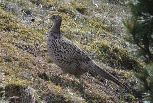 Wallpaper Mural Common Pheasant Torontodigital.ca