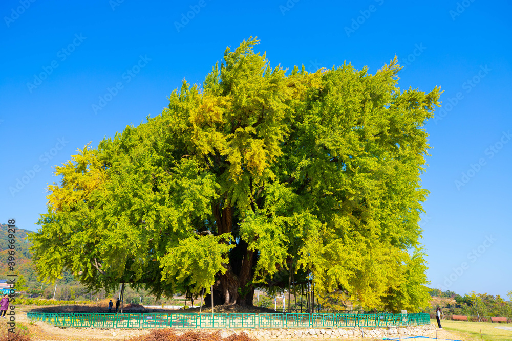 Naklejka premium 단풍