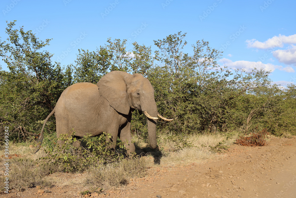 Fototapeta premium Afrikanischer Elefant / African elephant / Loxodonta africana