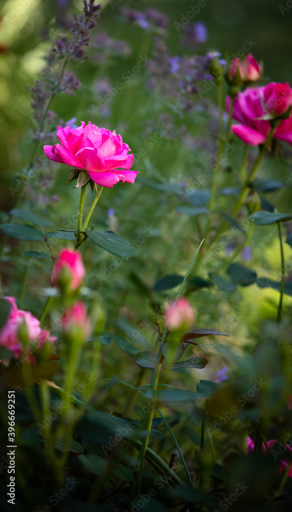 Beautiful vivid bright pink knockout roses in a residential garden.