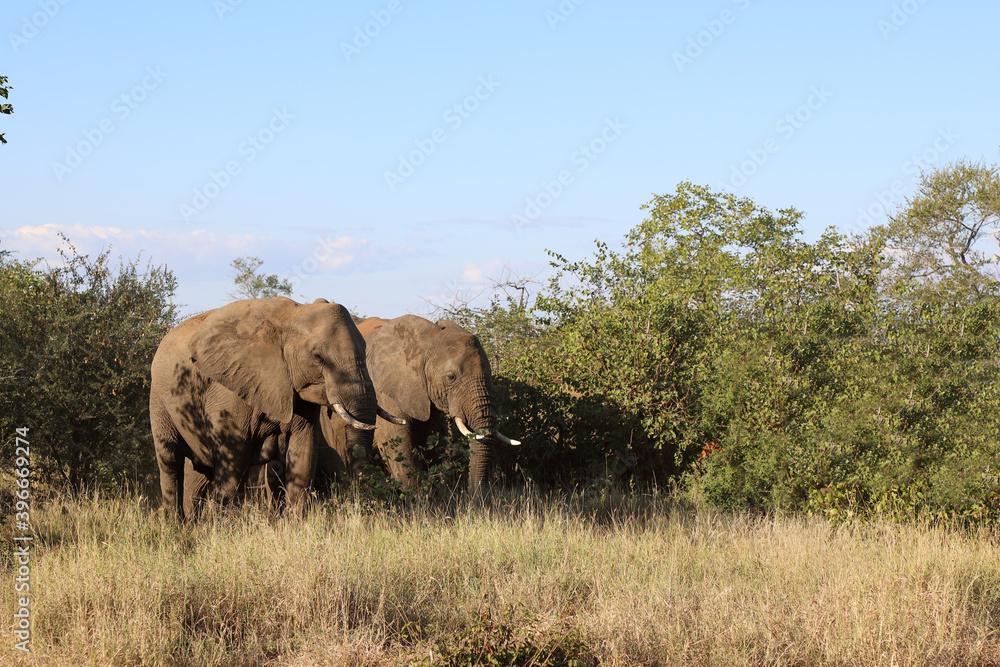 Obraz premium Afrikanischer Elefant / African elephant / Loxodonta africana