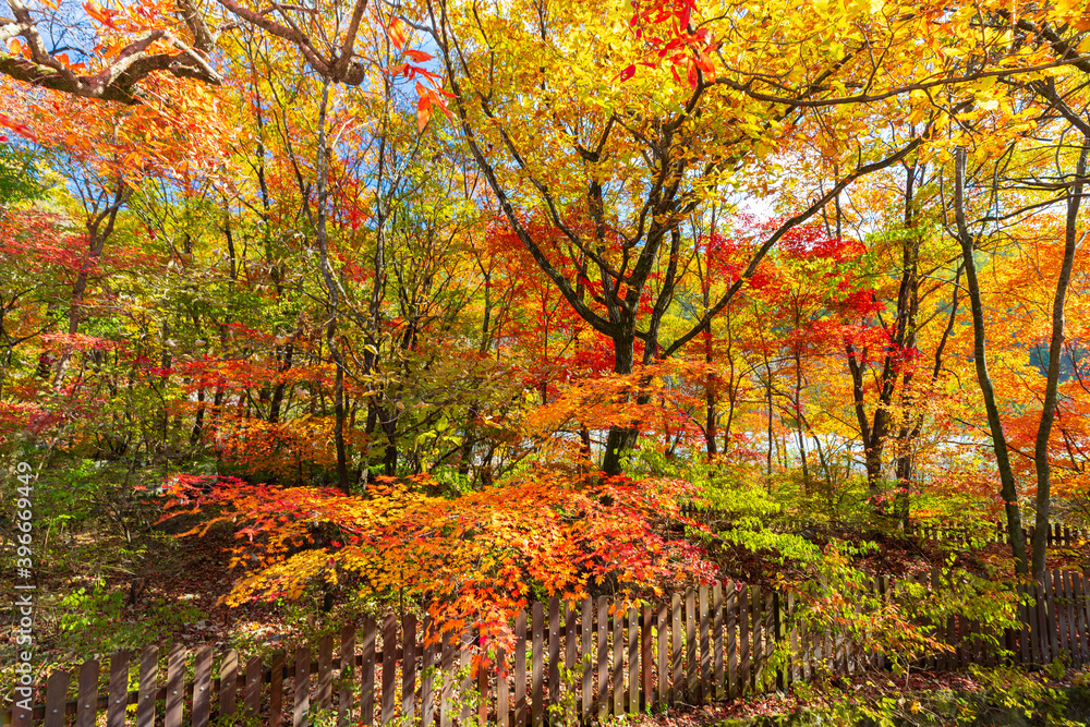 Naklejka premium 단풍