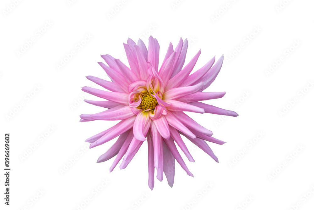 A beautiful pink dahlia, pinnata flower. Isolated on white background.