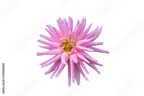 A beautiful pink dahlia  pinnata flower. Isolated on white background.
