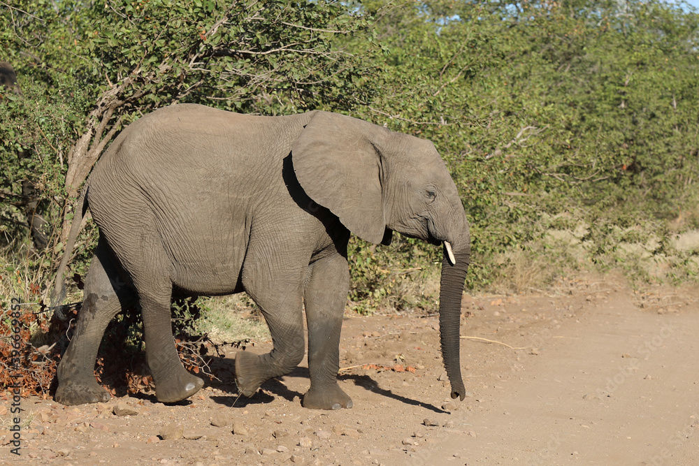 Fototapeta premium Afrikanischer Elefant / African elephant / Loxodonta africana.