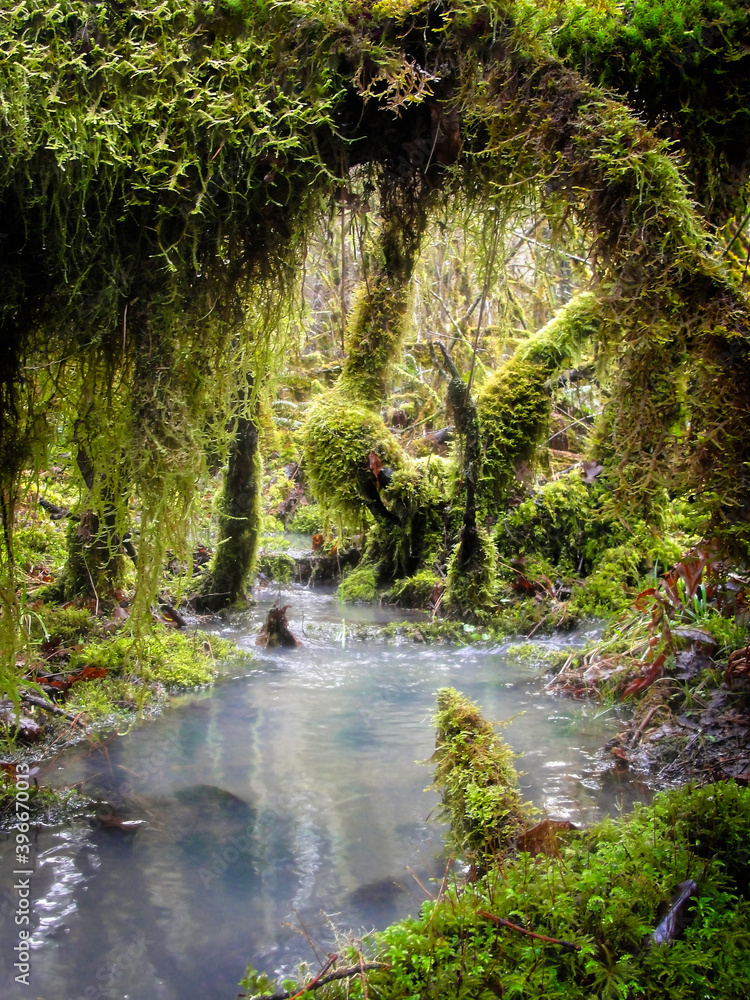 Obraz premium Creek in Oregon forest