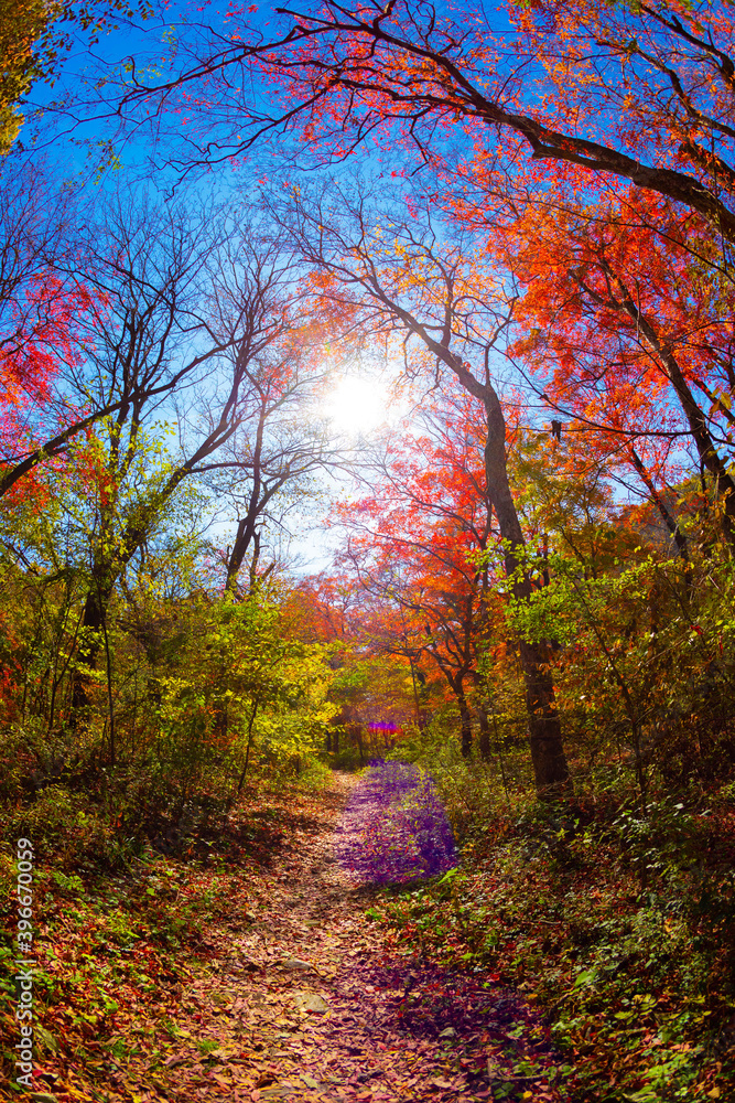 Obraz premium 단풍