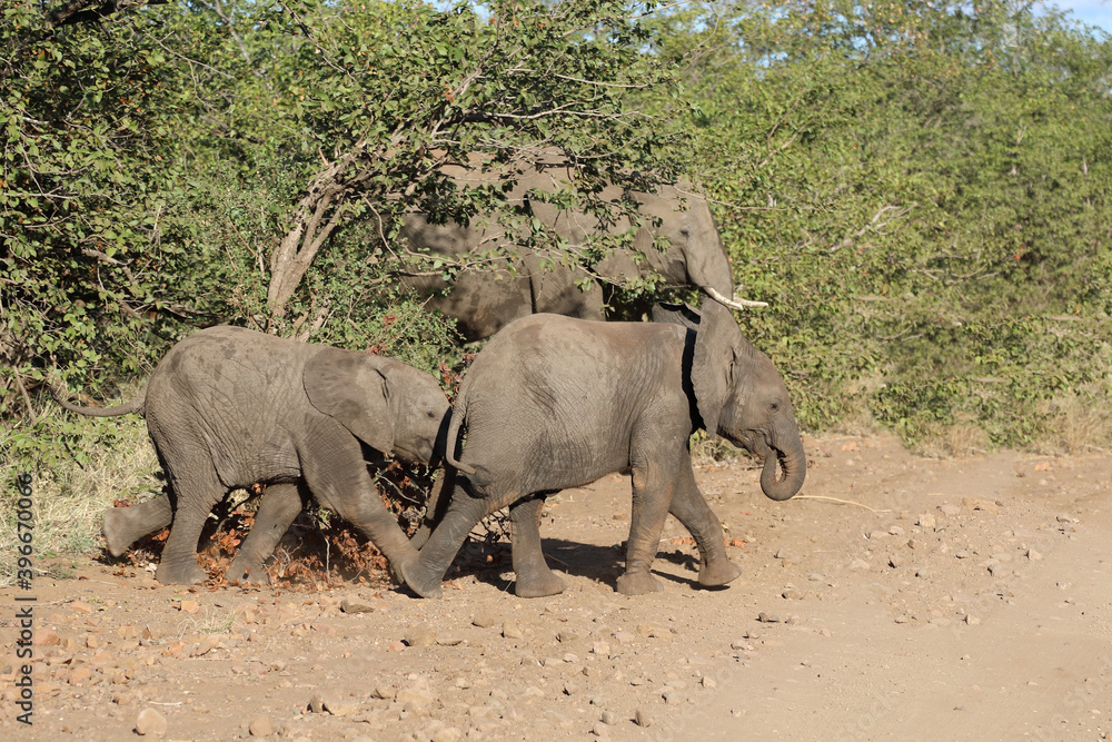 Fototapeta premium Afrikanischer Elefant / African elephant / Loxodonta africana.