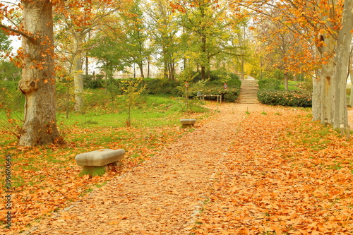 autumn leaves in the park with stone benches full of fallen leaves, red orange leaves, 