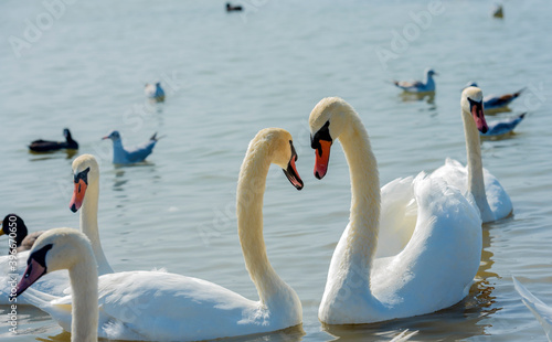 Fotografie, Obraz many swans swim together in the lake