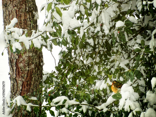 Yellow bird in snowy holly tree photo