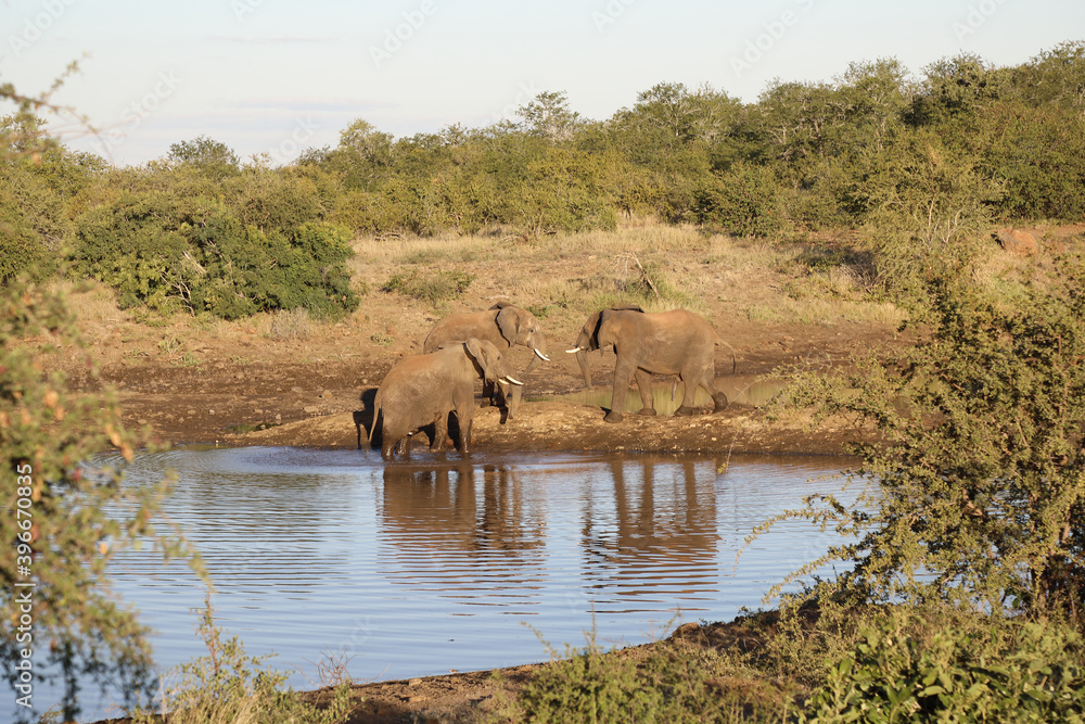 Afrikanischer Elefant / African elephant / Loxodonta africana Afrikanischer Elefant / African elephant / Loxodonta africana