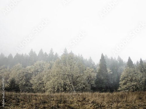 Foggy dawn in Oregon forest