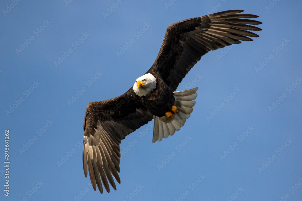 Obraz premium Bald Eagle in flight. Coeur d' Alene Idaho