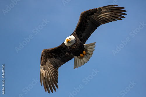Bald Eagle in flight. Coeur d' Alene Idaho