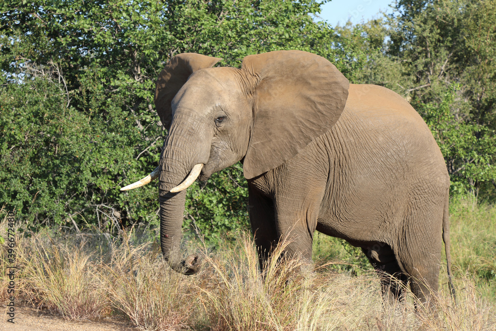 Afrikanischer Elefant / African elephant / Loxodonta africana Afrikanischer Elefant / African elephant / Loxodonta africana