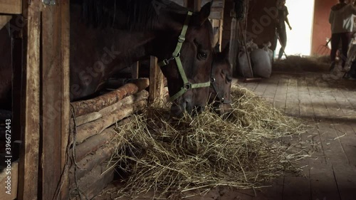 Daily life of stables employees who serve racehorses. Two grooms clean the stables and feed the horses.
