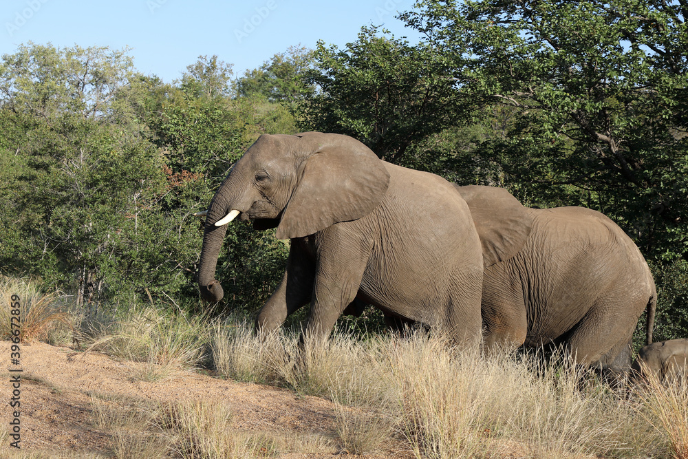 Fototapeta premium Afrikanischer Elefant / African elephant / Loxodonta africana