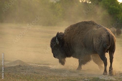 American Bison, buffalo bull running back to the rut