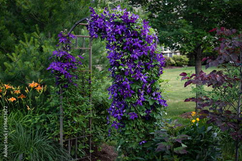 A spectacular purple clematis, jackamani, in full bloom in July is the focal point of this impressionistic garden