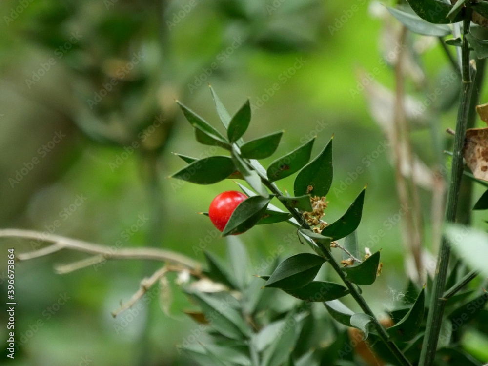 Fototapeta premium Ruscus aculeatus 