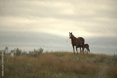 Wild Horses, mare and foal © Gregory Borgstahl