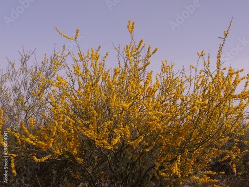 Planta de algarrobo con flores amarillas