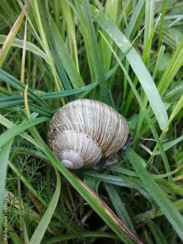 snail on a leaf