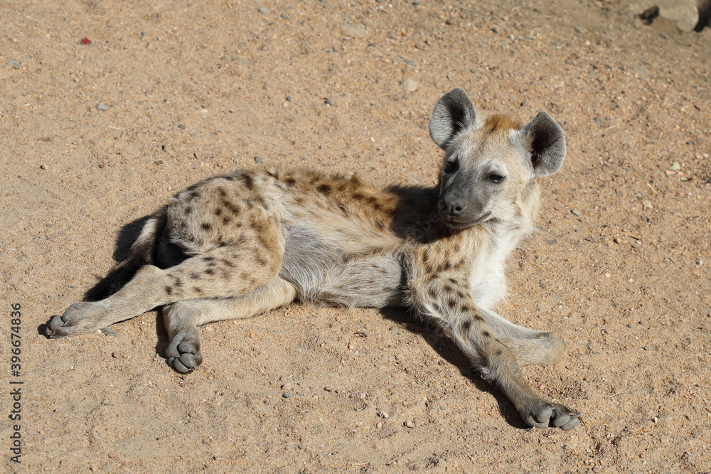 Tüpfelhyäne / Spotted Hyaena / Crocuta crocuta. Tüpfelhyäne / Spotted Hyaena / Crocuta crocuta.