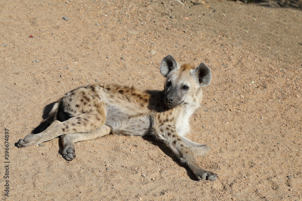 Tüpfelhyäne / Spotted Hyaena / Crocuta crocuta. Tüpfelhyäne / Spotted Hyaena / Crocuta crocuta.
