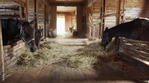A picturesque shot of a wooden stable with beautiful daylight. Chestnut horses eat hay after a ride with riders.