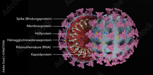 Illustration des Corona Virus aufgeschnitten, Querschnitt mit Beschreibung