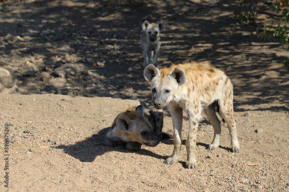 Fototapeta premium Tüpfelhyäne / Spotted Hyaena / Crocuta crocuta.