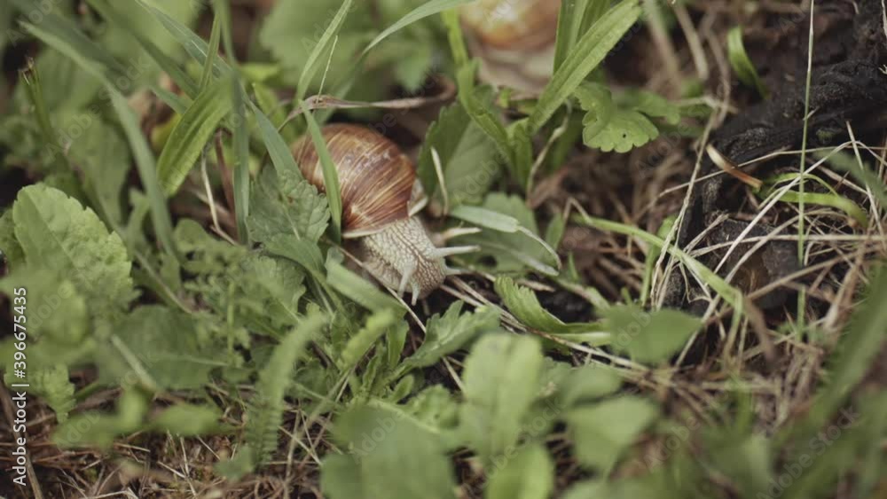 Close up of wild snail in natural habitat or nature. Macro of snail crawling on ground or grass outdoors. Snail essence, cosmetics, cream, facial treatments, rejuvenation, spa, skin care concept. Close up of wild snail in natural habitat or nature. Macro of snail crawling on ground or grass outdoors. Snail essence, cosmetics, cream, facial treatments, rejuvenation, spa, skin care concept.