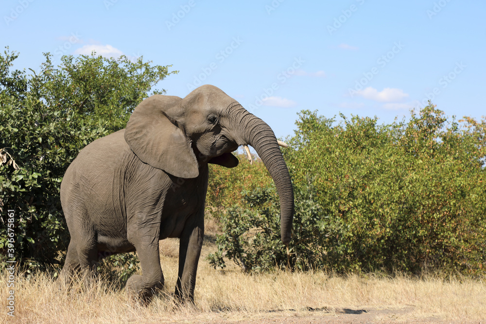 Obraz premium Afrikanischer Elefant / African elephant / Loxodonta africana