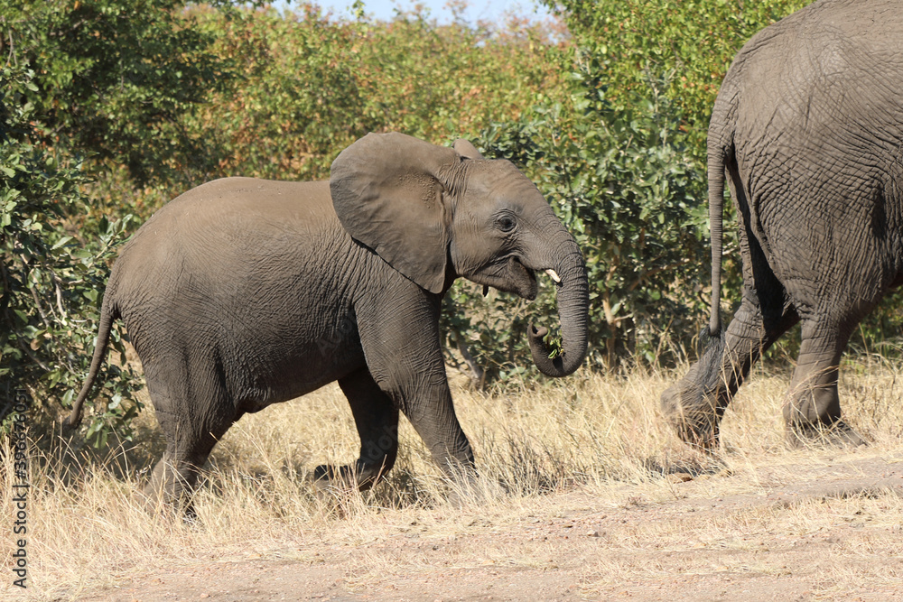 Fototapeta premium Afrikanischer Elefant / African elephant / Loxodonta africana.