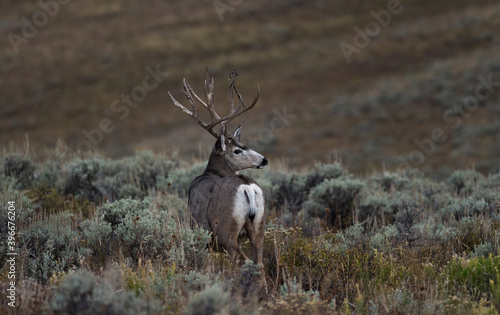 Photography mule deer buck standing in sagebrush out west