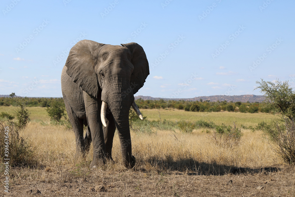 Obraz premium Afrikanischer Elefant / African elephant / Loxodonta africana