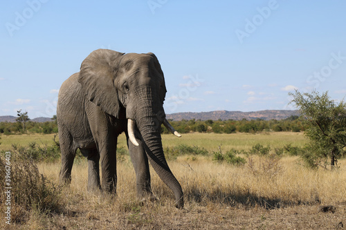 Afrikanischer Elefant   African elephant   Loxodonta africana