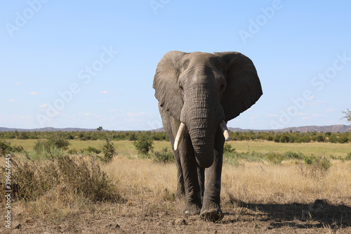 Afrikanischer Elefant   African elephant   Loxodonta africana