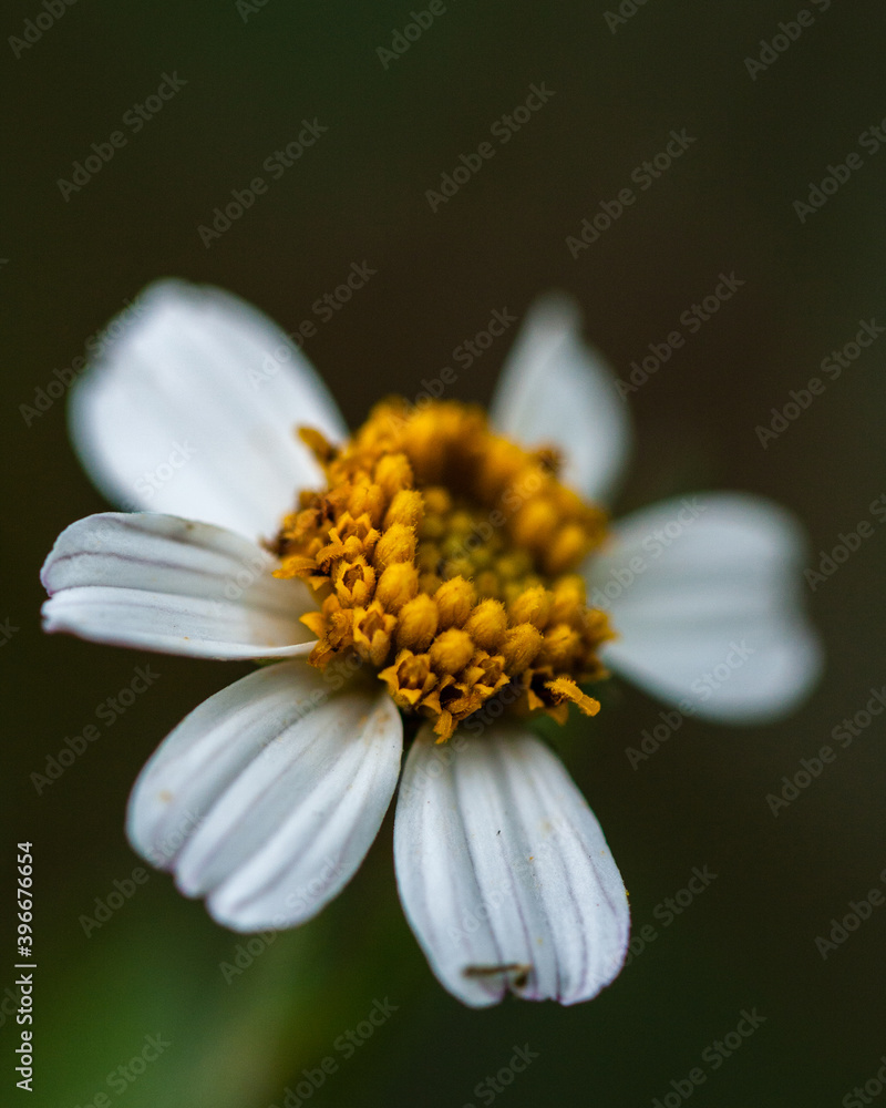 Obraz premium Flor pequeña