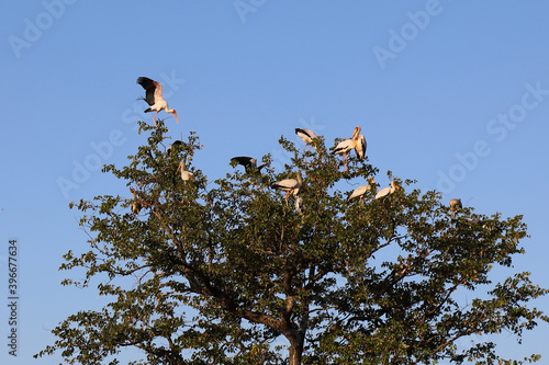 Nimmersatt / Yellow-billed stork / Mycteria ibis photo