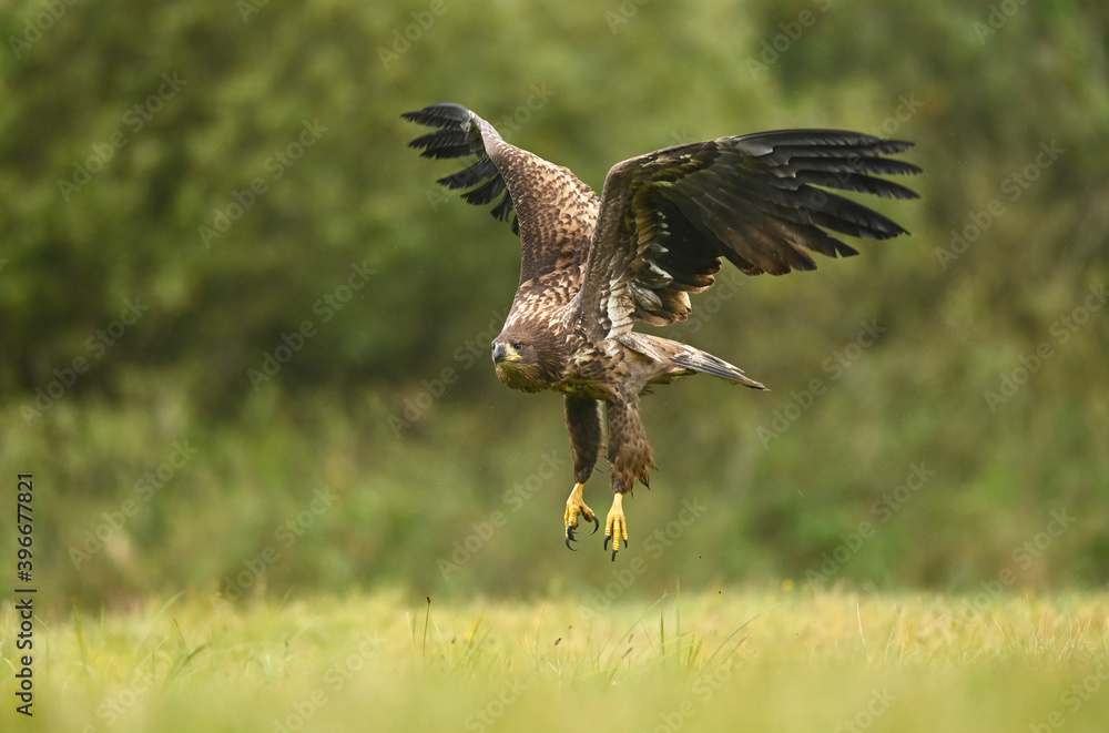 Fototapeta premium White tailed eagle (Haliaeetus albicilla)