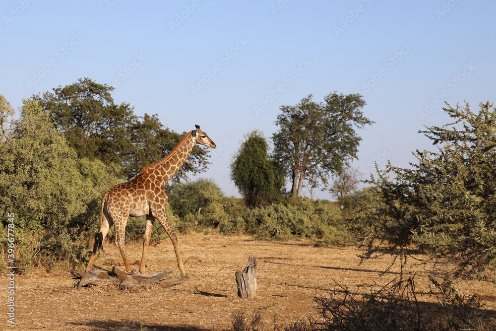 Obraz premium Giraffe / Giraffe / Giraffa Camelopardalis